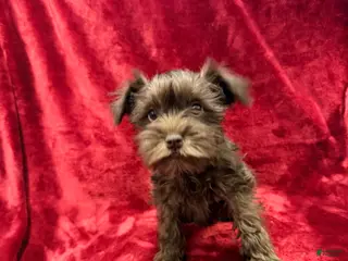 Miniature Schnauzer dogs Miniature Schnauzer Puppy 3 - Ad 15