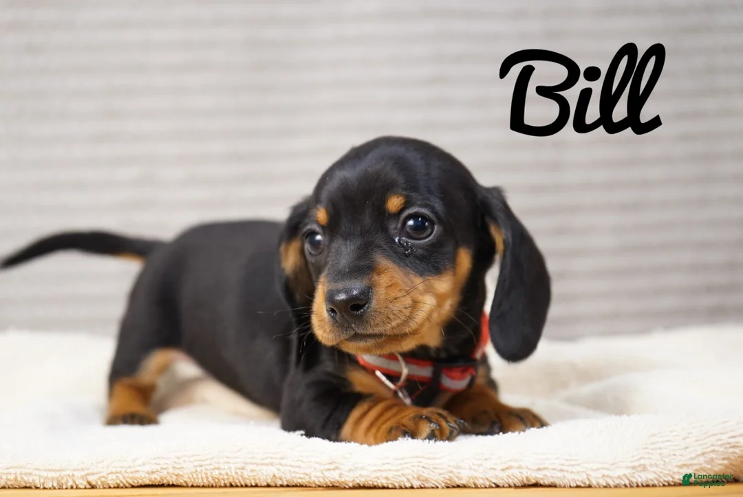 Dachshund dogs for sale: Bill - Ad 1