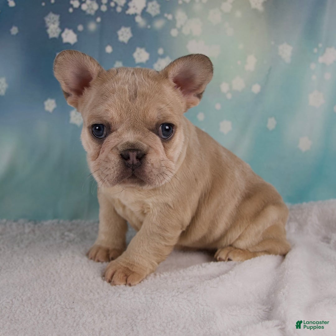 French Bulldog dogs for sale: Mika - Ad 8