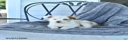 Miniature Australian Shepherd dogs for sale: Bella   - Ad 1