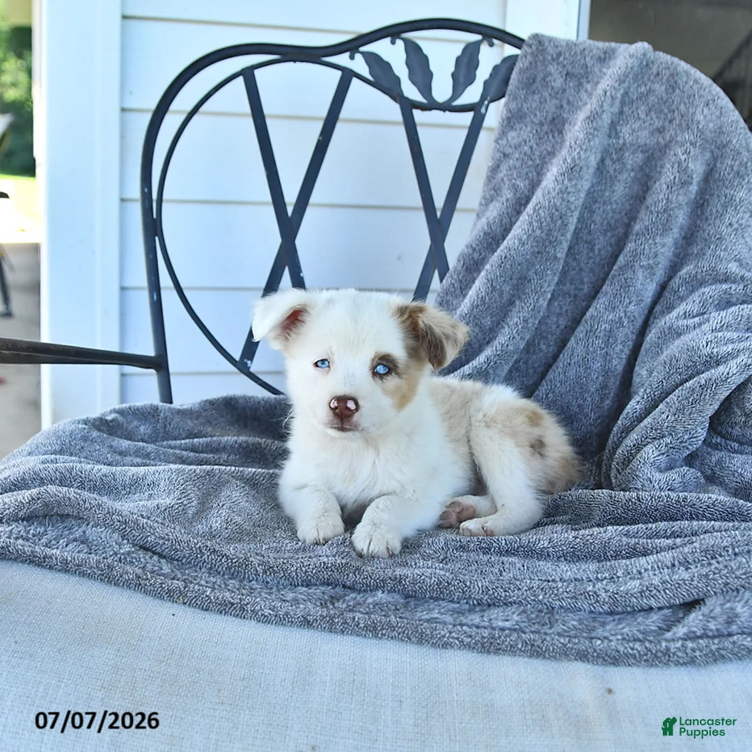 Miniature Australian Shepherd dogs for sale: Bella   - Ad 1