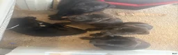 Presa Canario dogs for sale: Presa Canario 1 - Ad 9