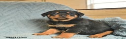 Rottweiler dogs for sale: Rusty  - Ad 2