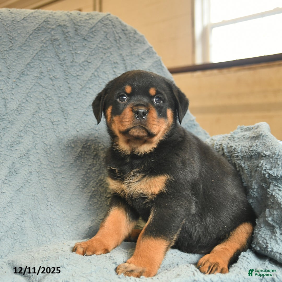 Rottweiler dogs for sale: Rusty  - Ad 2