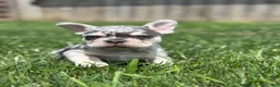 French Bulldog dogs for sale: Owen - Ad 3