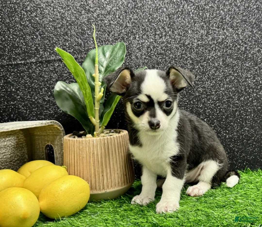 Chihuahua dogs for sale: Chihuahua Puppy 2 - Ad 2