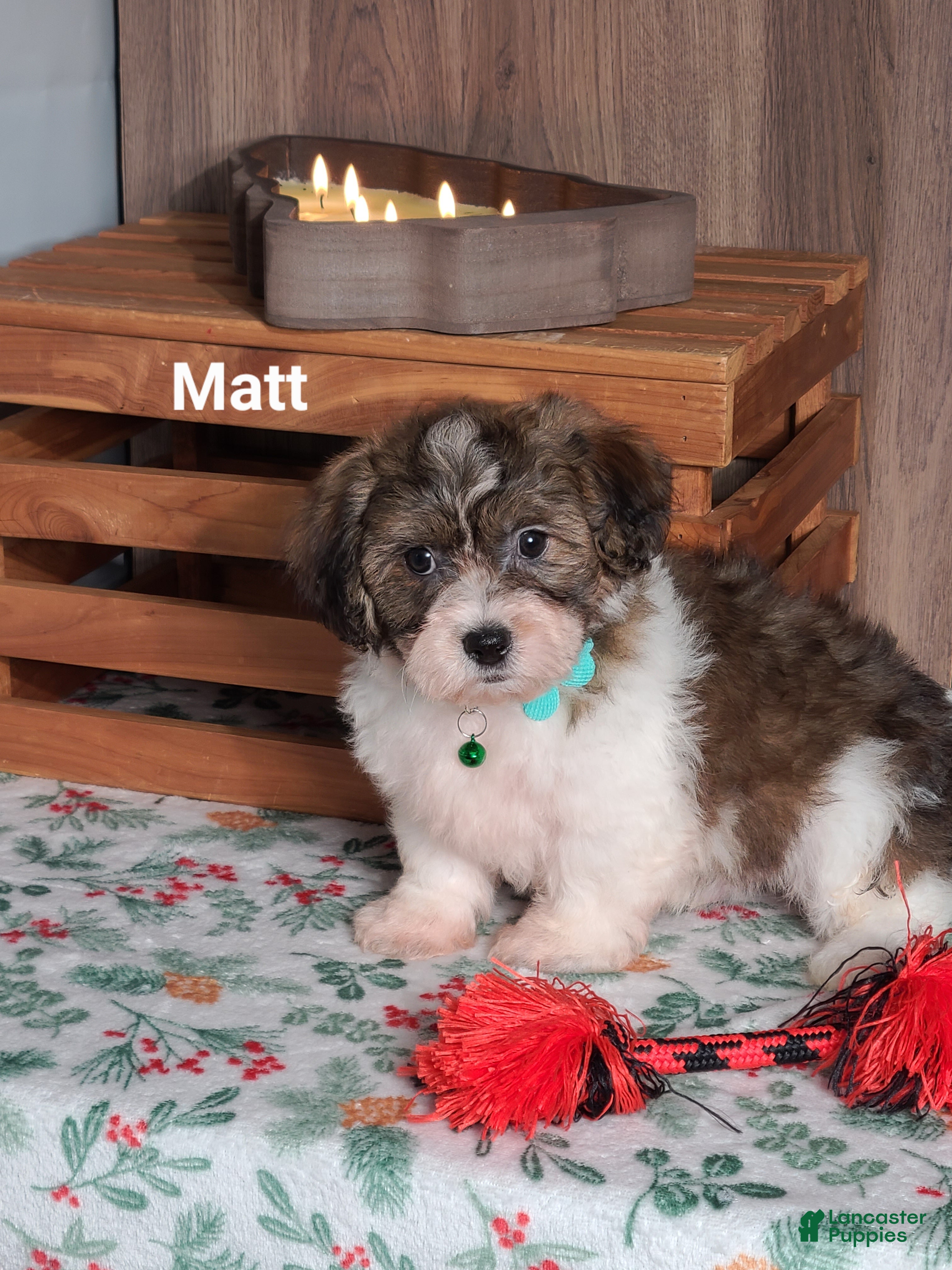 Teddy Bear dogs Matt  - Ad 5