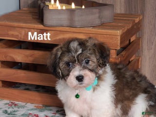 Teddy Bear dogs Matt - Ad 36