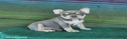 French Bulldog dogs for sale: Orchid - Ad 4