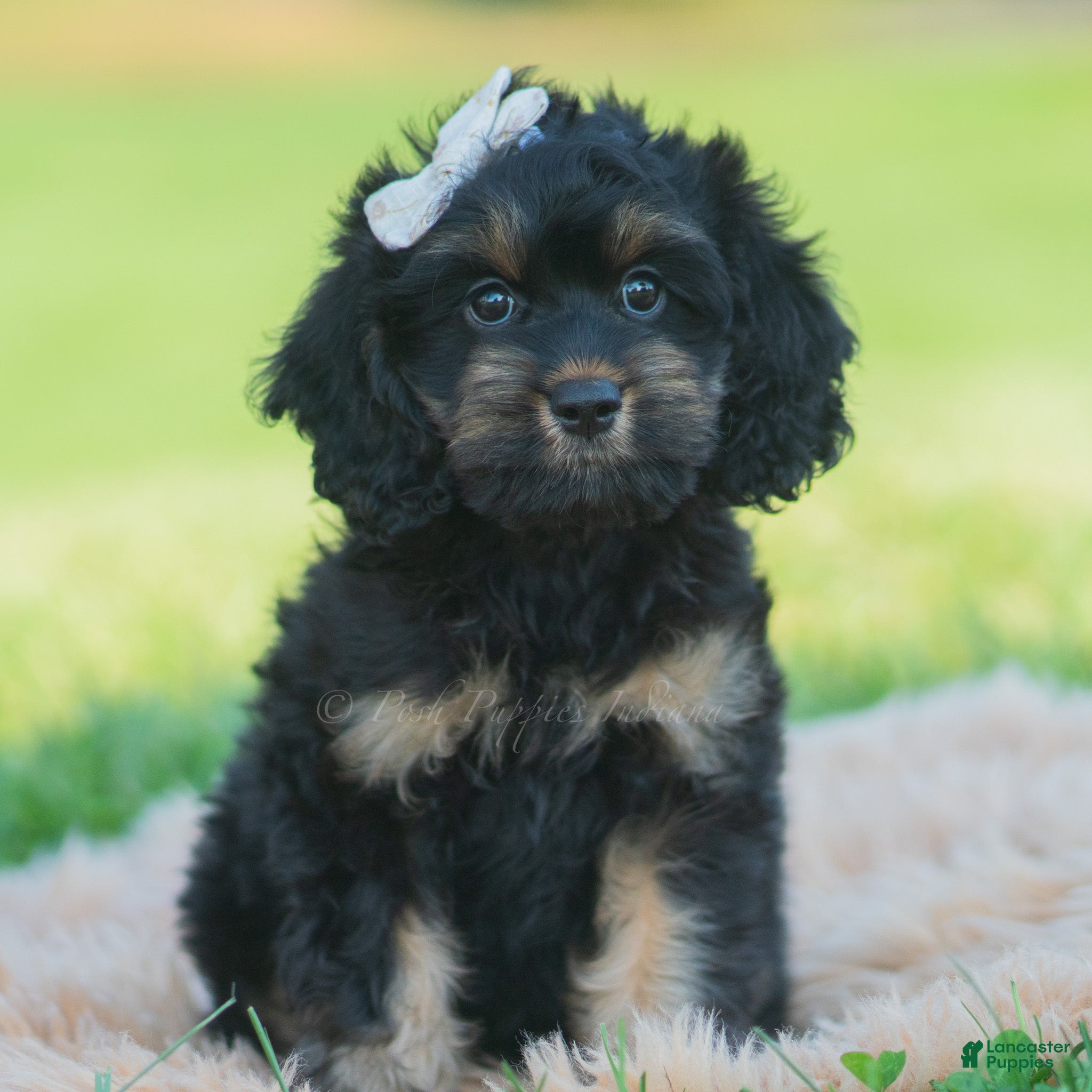 Cavapoo dogs for sale: Daisy - Ad 10