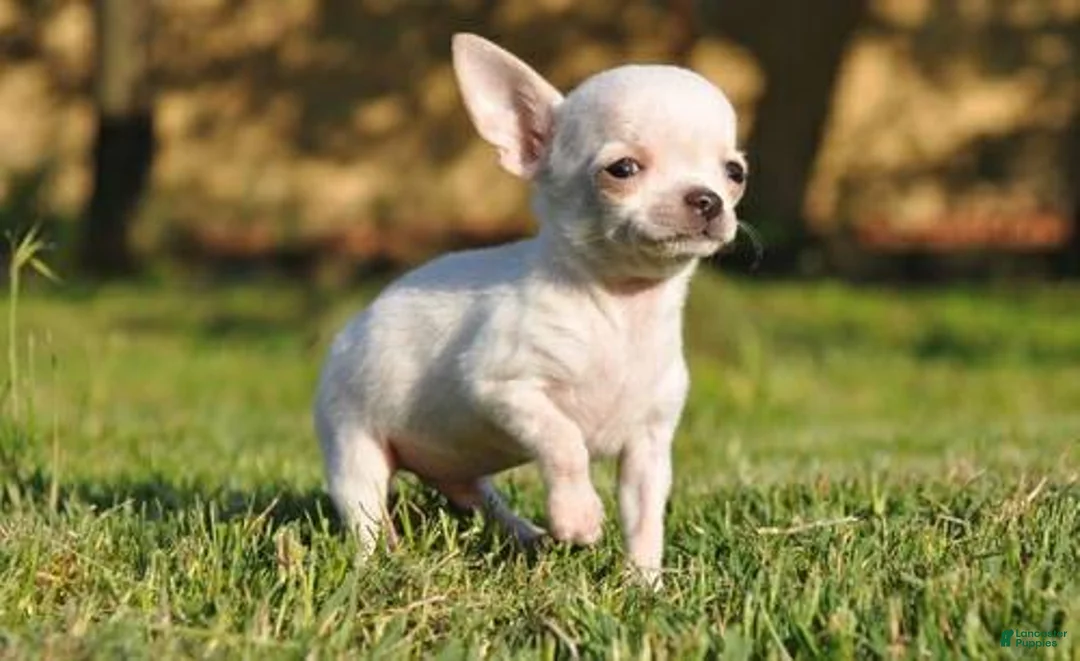 Chihuahua dogs for sale: Chihuahua 6 - Ad 3