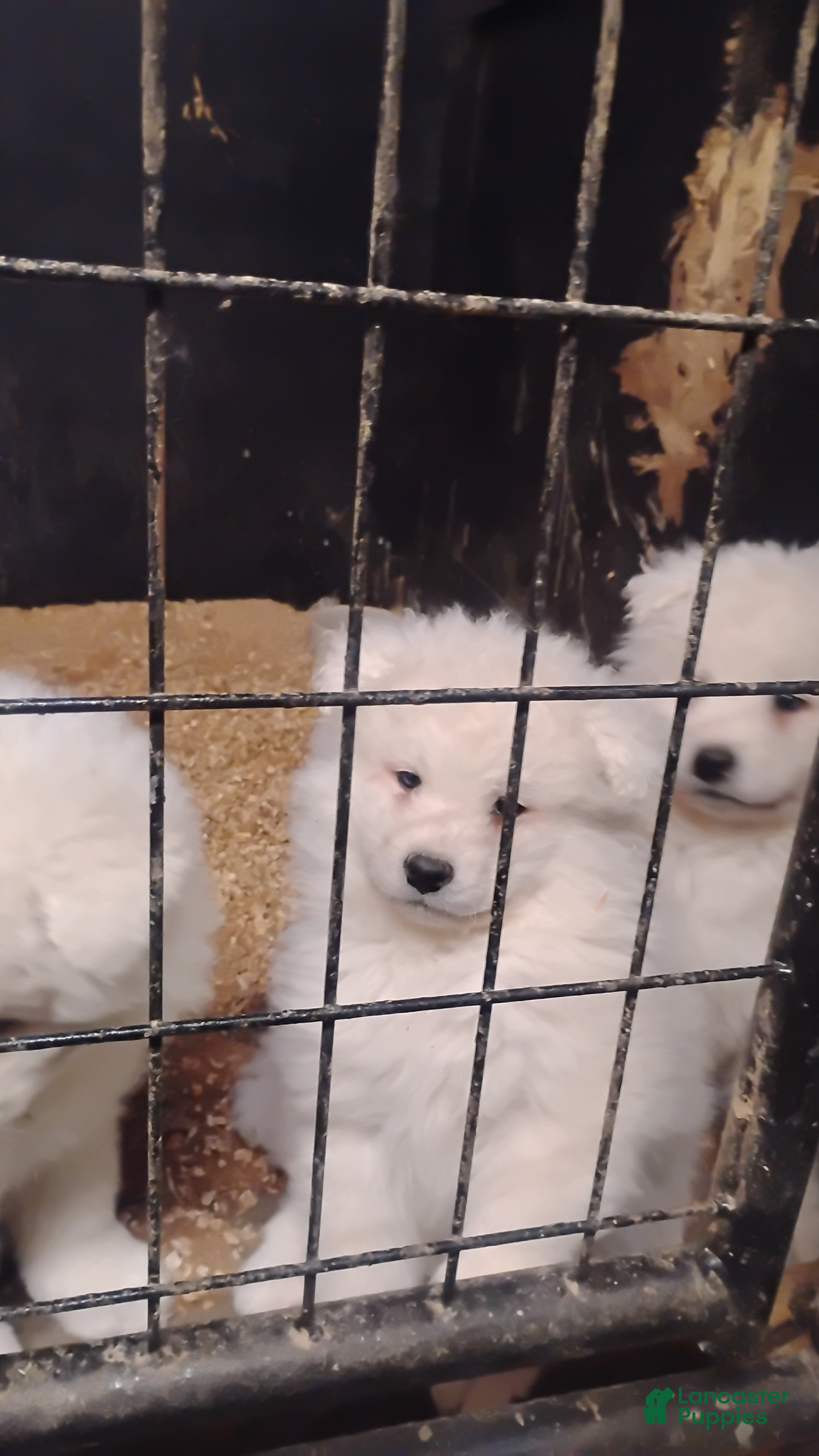 Samoyed dogs Samoyed Puppy 3 - Ad 12