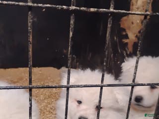 Samoyed dogs Samoyed Puppy 3 - Ad 12