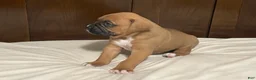 Boxer dogs for sale: Big Boy - Ad 3