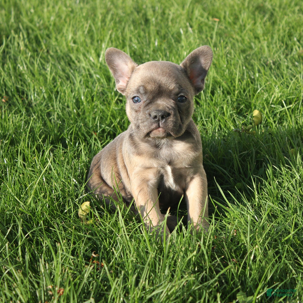 French Bulldog dogs Alaina - Ad 2