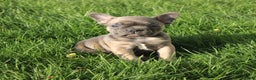 French Bulldog dogs for sale: Alaina - Ad 2