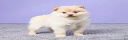 Pomeranian dogs for sale: Dixie - Ad 4