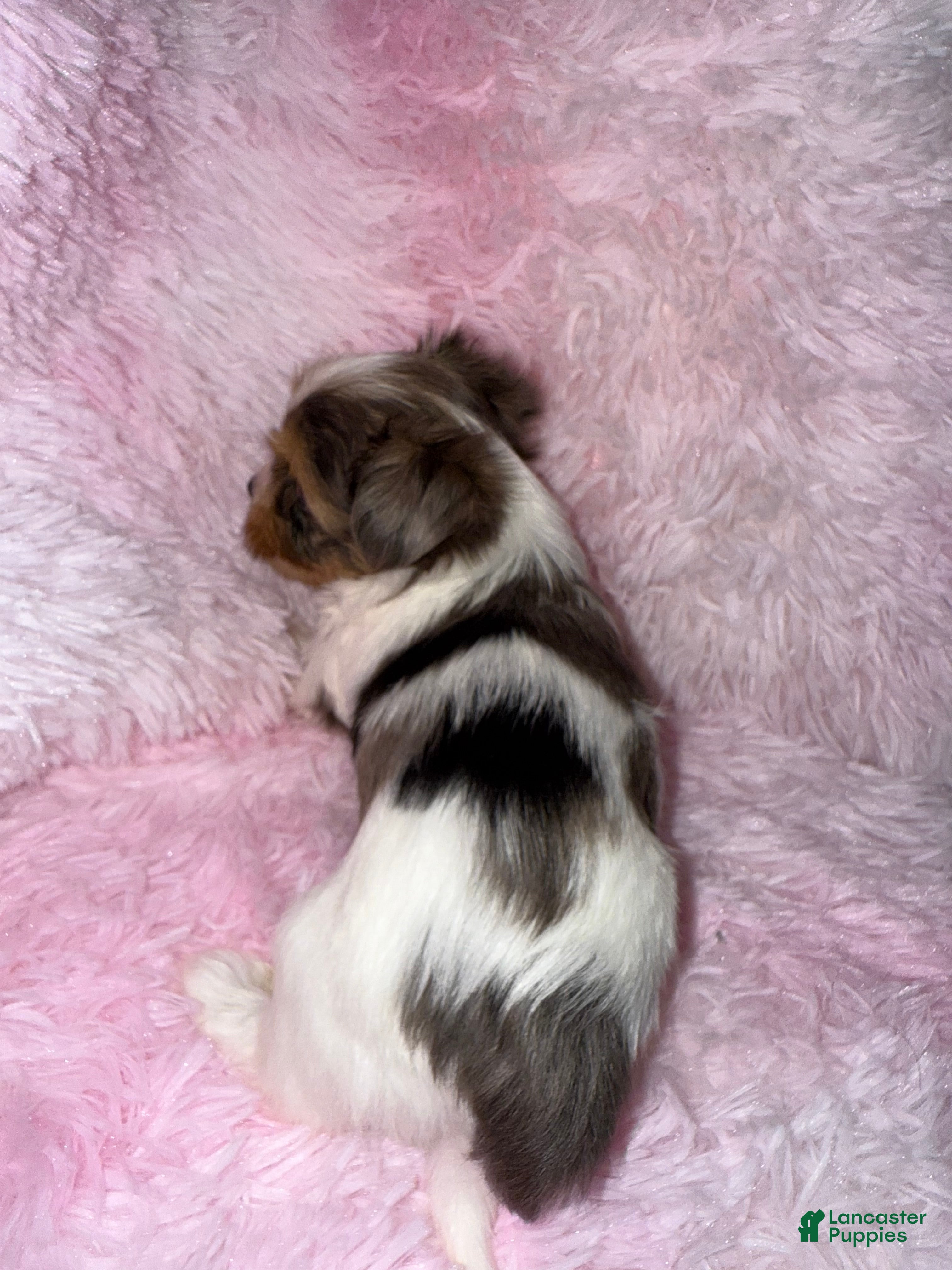 Yorkshire Terrier dogs Shimmer  - Ad 2