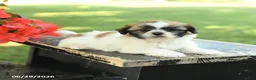 Shih Tzu dogs for sale: Lilac - Ad 3
