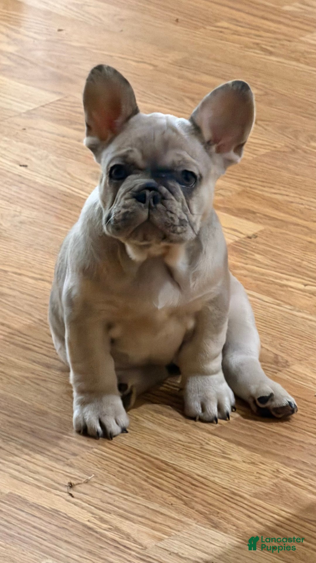 French Bulldog dogs for sale: French Bulldog Puppy 2 - Ad 6