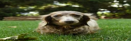 Miniature Dachshund dogs for sale: Piper - Ad 6