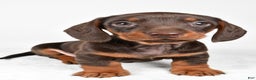Miniature Dachshund dogs for sale: Frankie - Ad 6