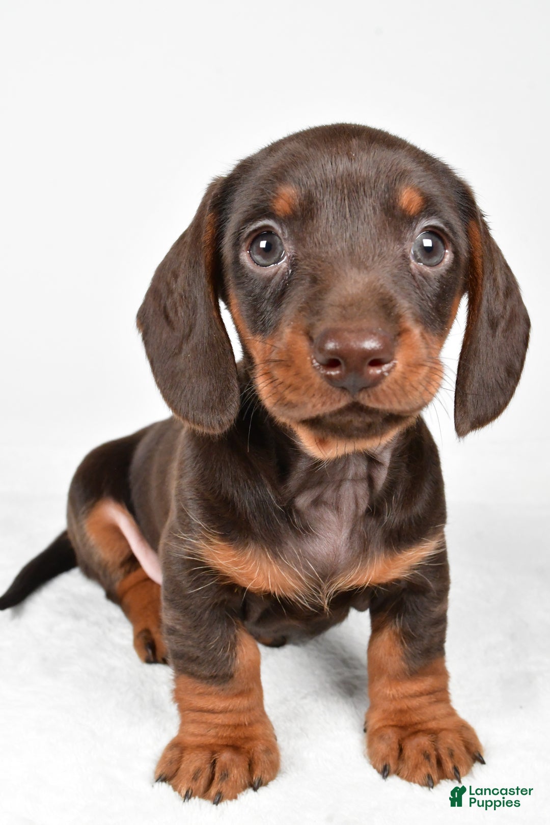 Miniature Dachshund dogs for sale: Frankie - Ad 6