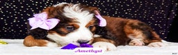 Bernedoodle dogs for sale: Amethyst - Ad 3