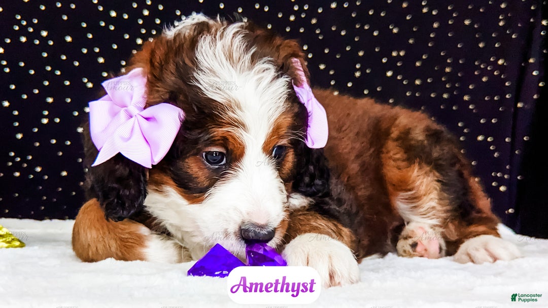 Bernedoodle dogs for sale: Amethyst - Ad 3