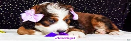 Bernedoodle dogs for sale: Amethyst - Ad 3