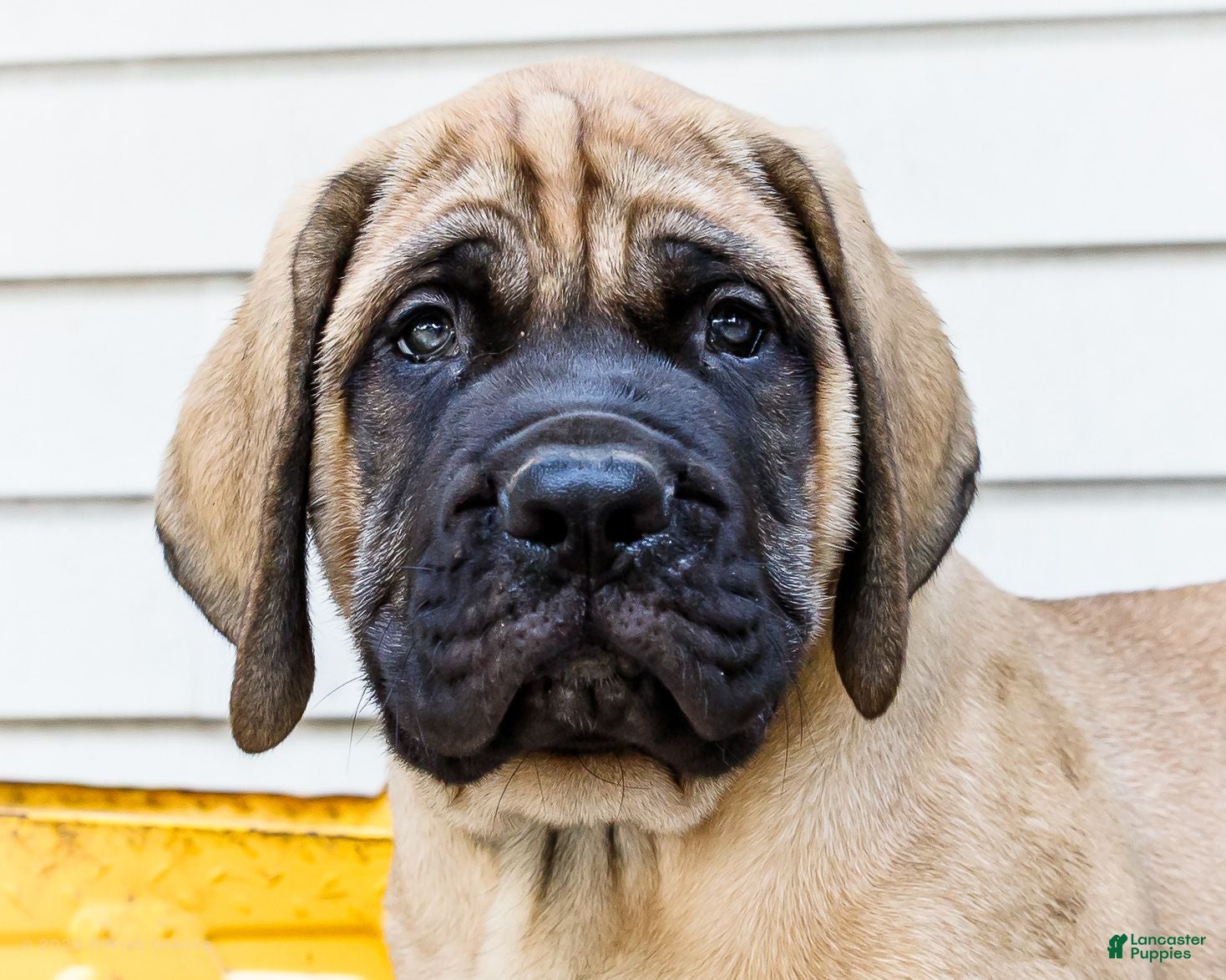 English Mastiff dogs Max - Ad 2