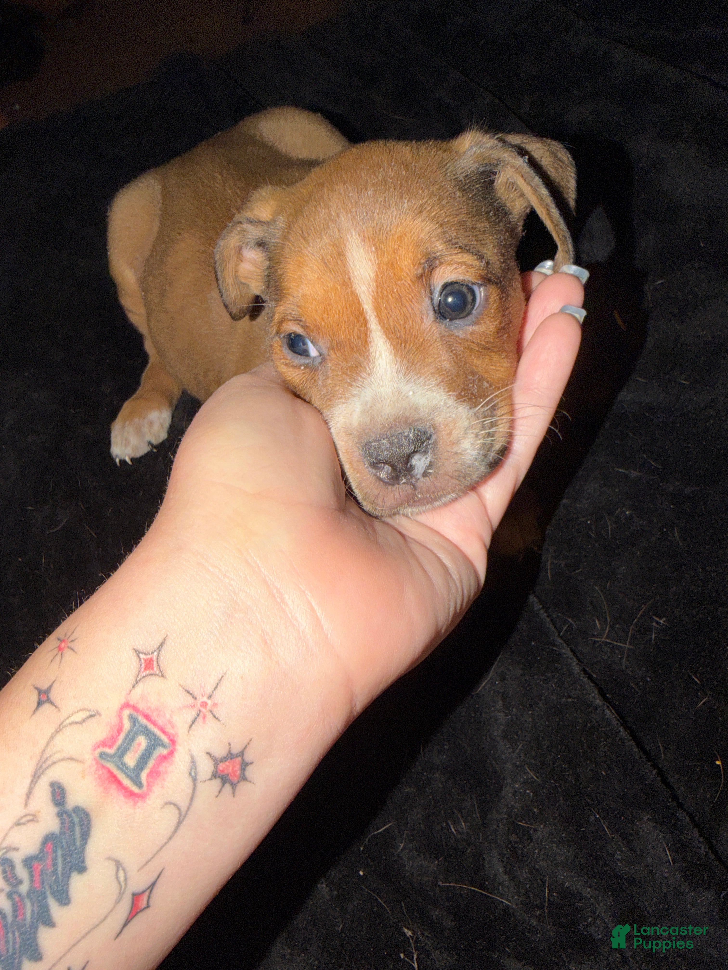 Mixed Breed dogs Mixed Breed 2 - Ad 15