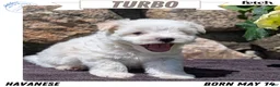 Havanese dogs for sale: Turbo - Ad 1