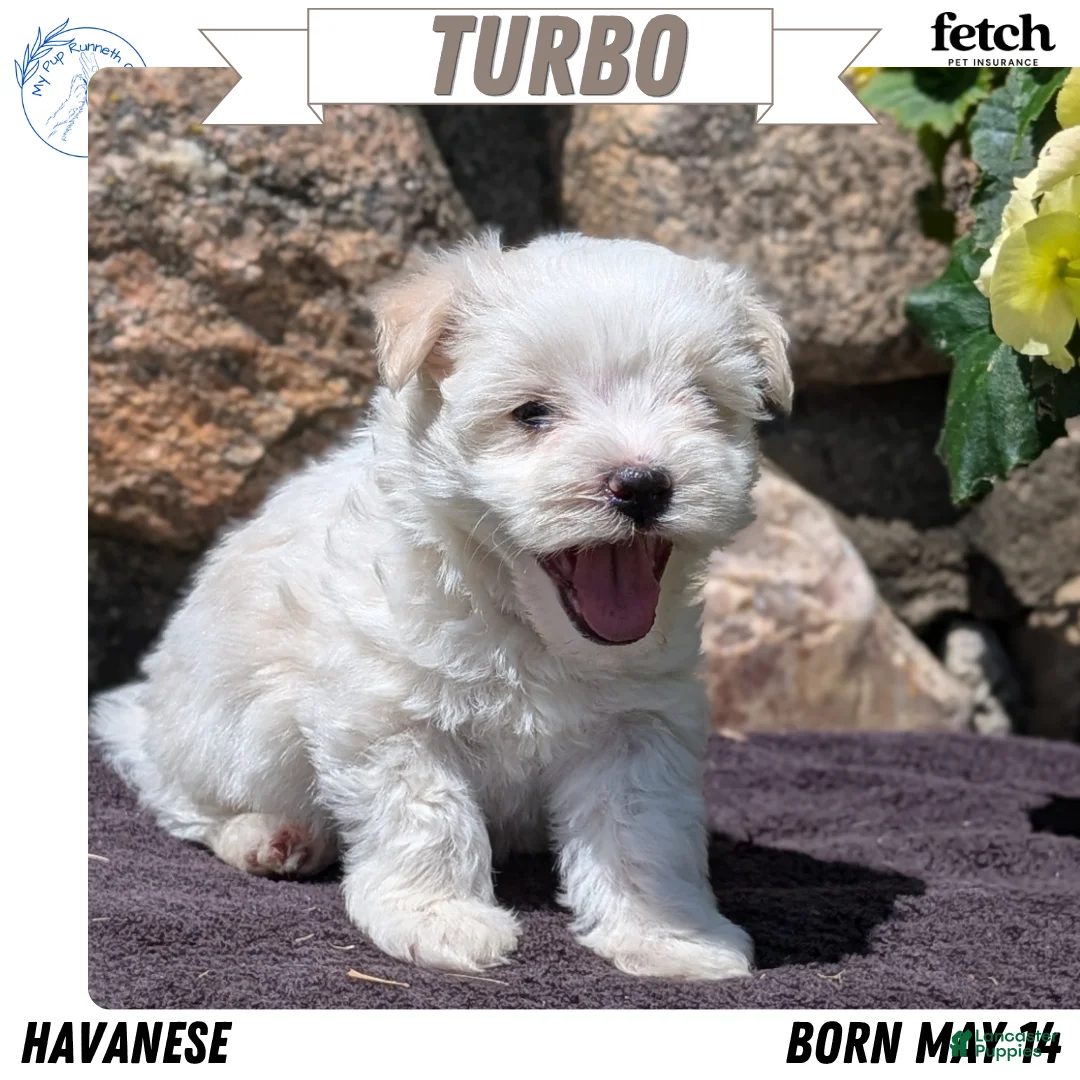 Havanese dogs for sale: Turbo - Ad 1