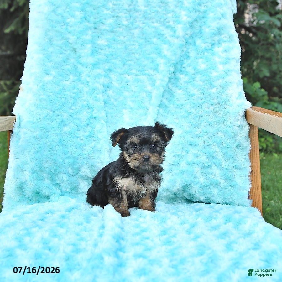 Yorkshire Terrier dogs Lacy - Ad 1