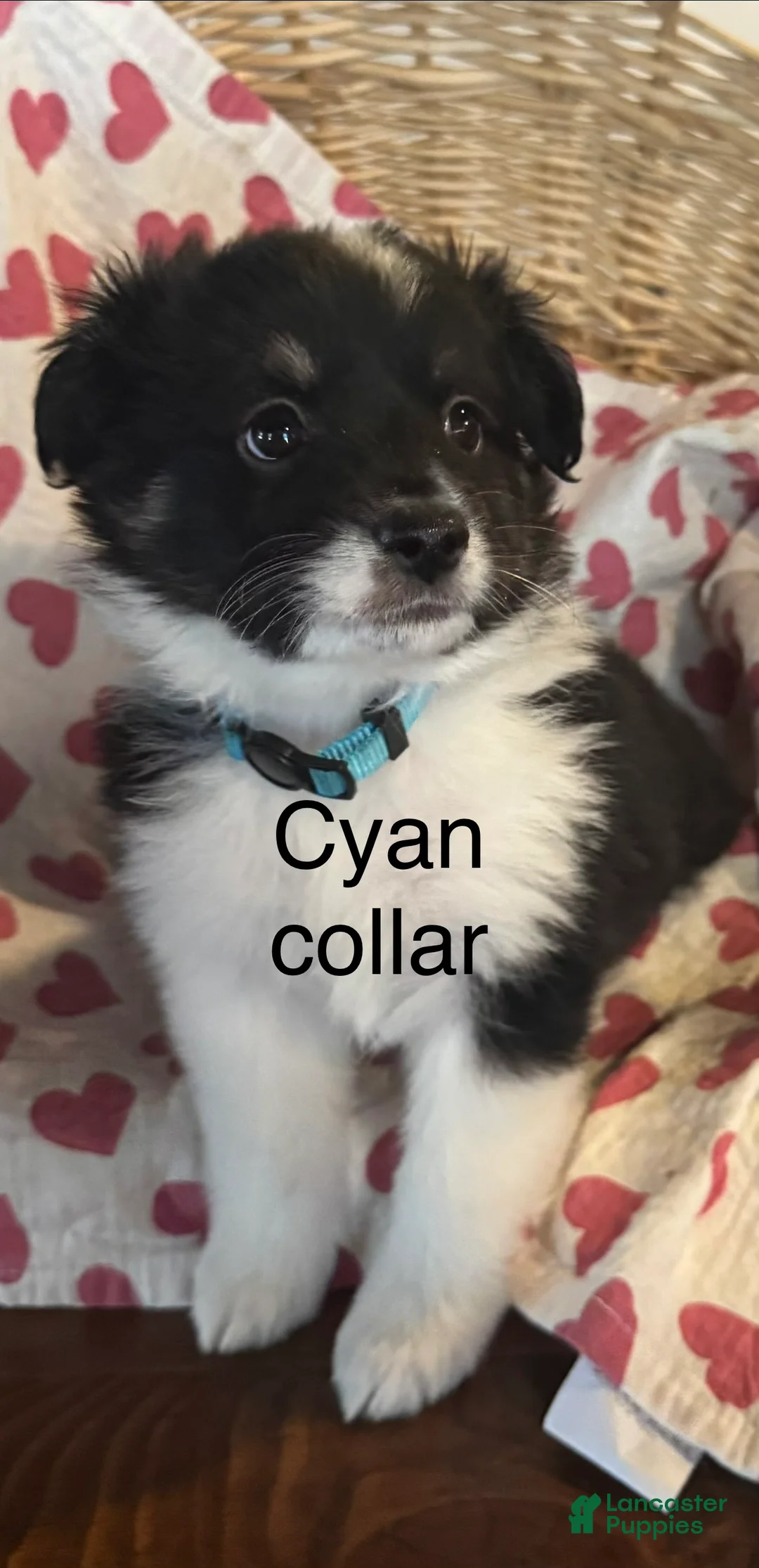 Miniature Australian Shepherd dogs for sale: Miniature Australian Shepherd Cyan - Puppy 8 - Ad 2