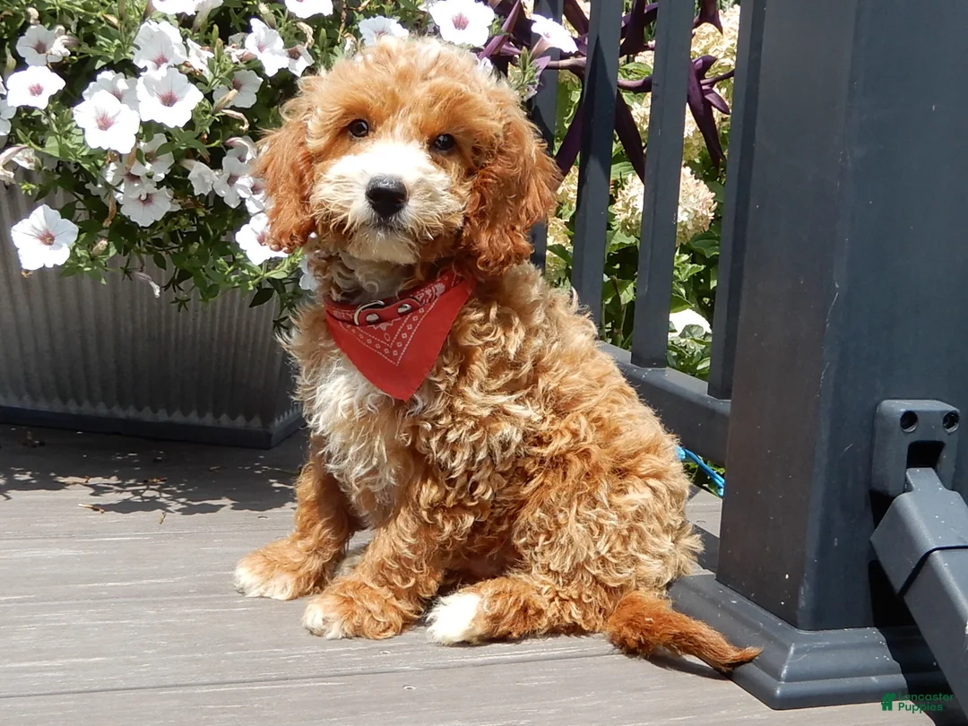 Mini Goldendoodle dogs for sale: Leo - Ad 2