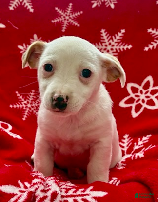 Jack Russell Terrier dogs Iris - Ad 5