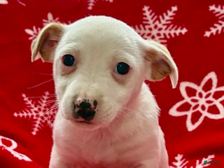 Jack Russell Terrier dogs for sale: Iris - Ad 1