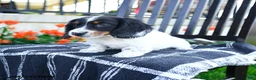 Miniature Dachshund dogs for sale: Dozer - Ad 5