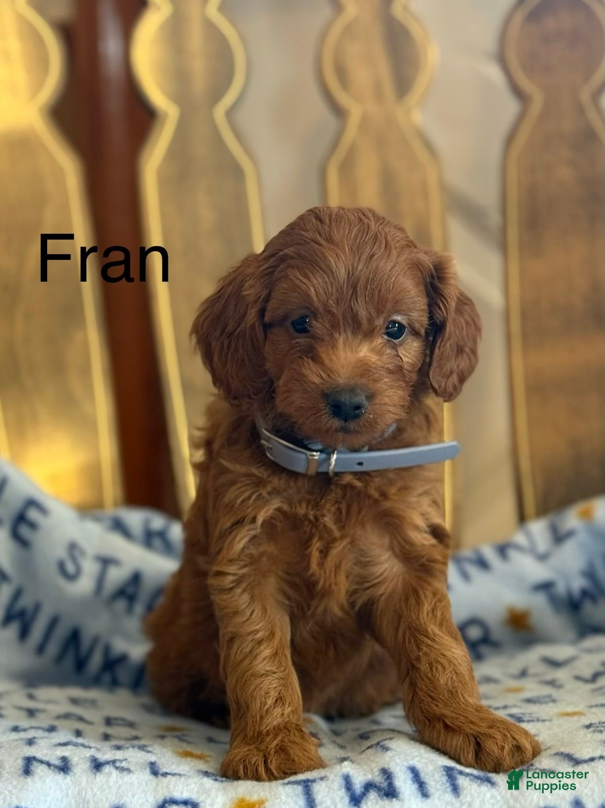 Cavapoo dogs Fran - Ad 16