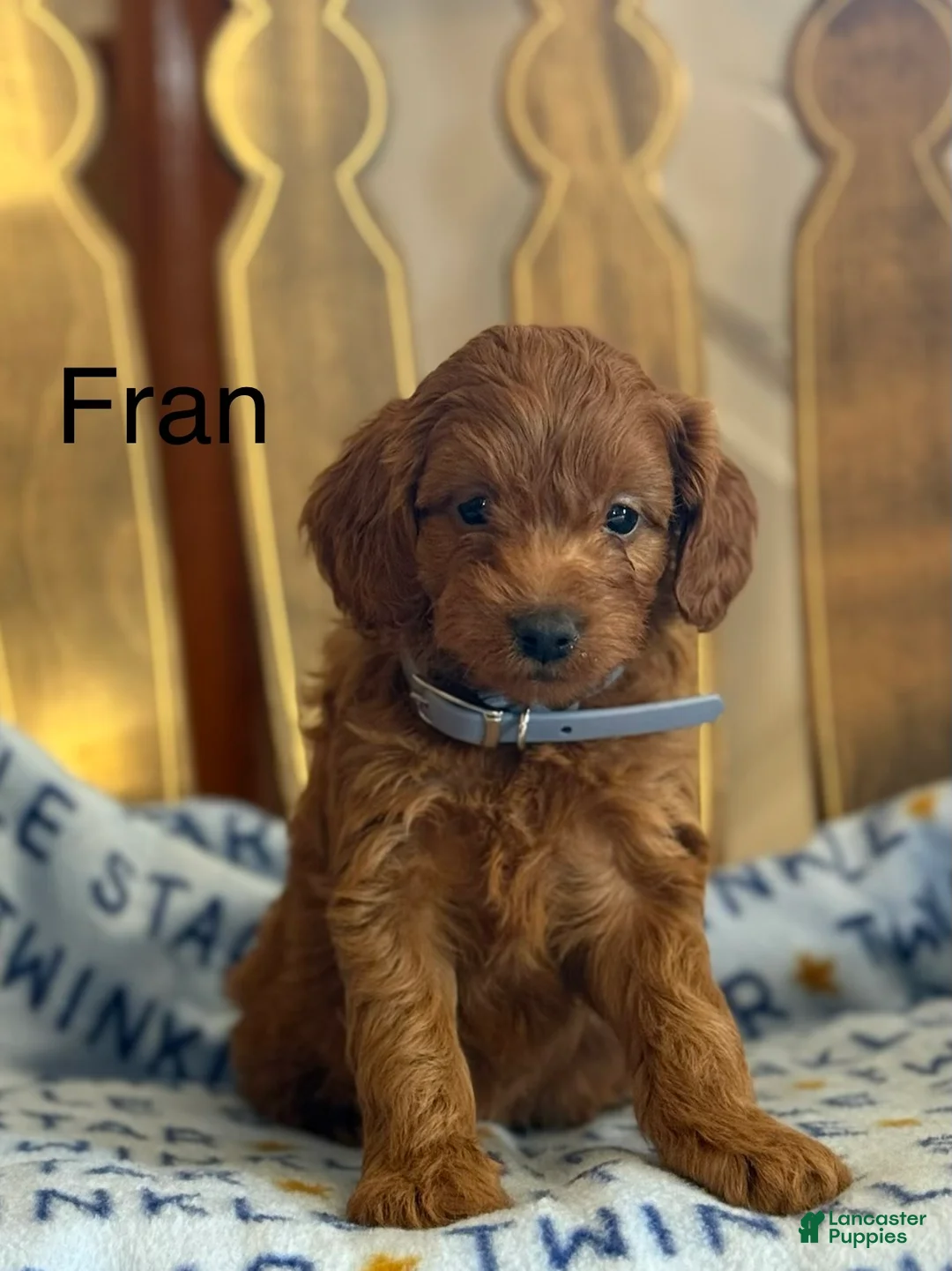 Cavapoo dogs for sale: Fran - Ad 1