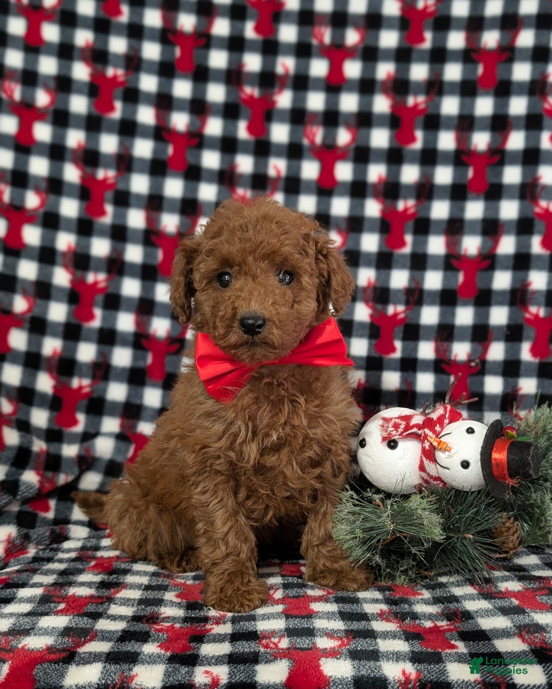 Miniature Poodle dogs for sale: Brody - Ad 2