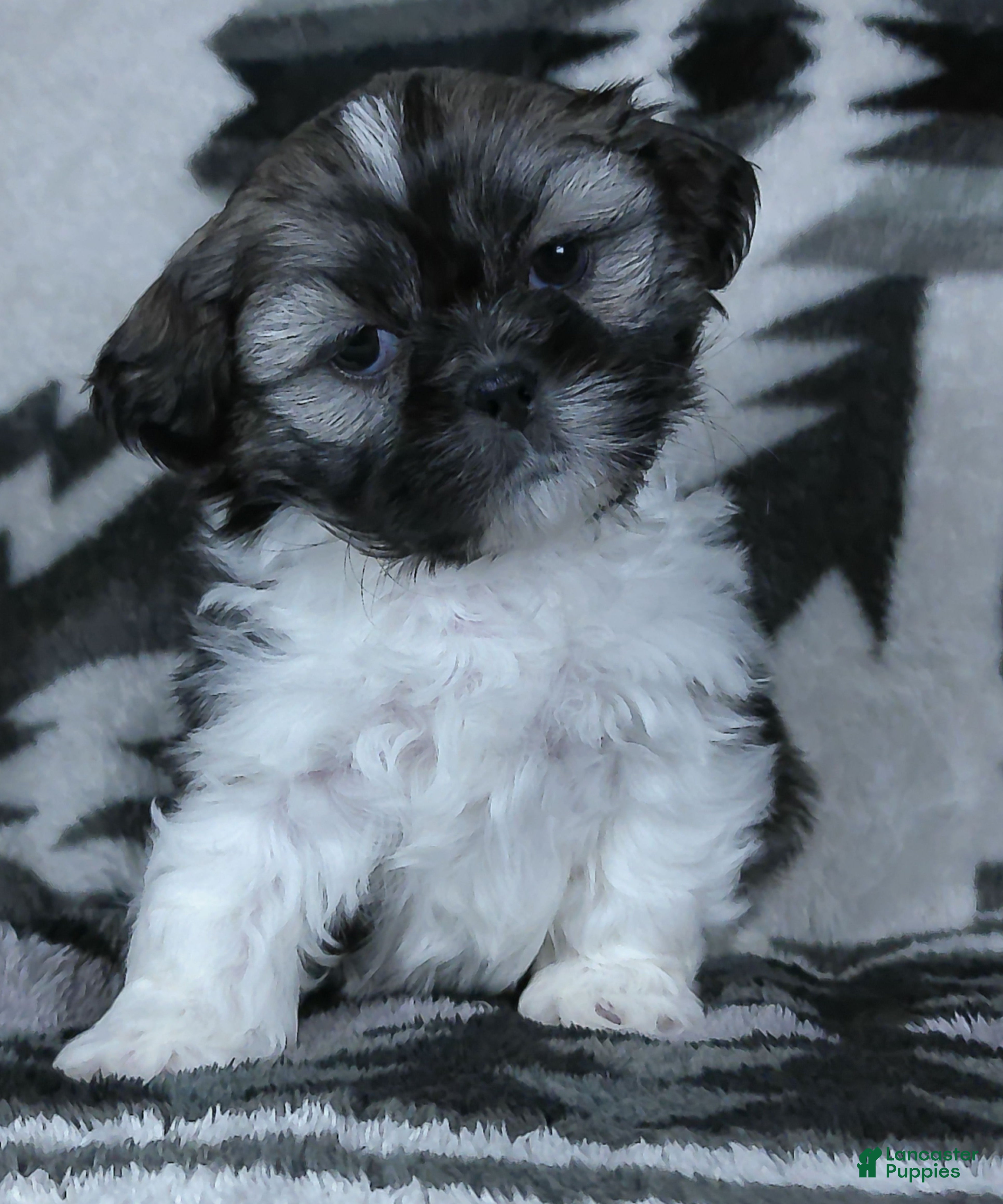 Shih Tzu dogs Kyrie - Ad 2