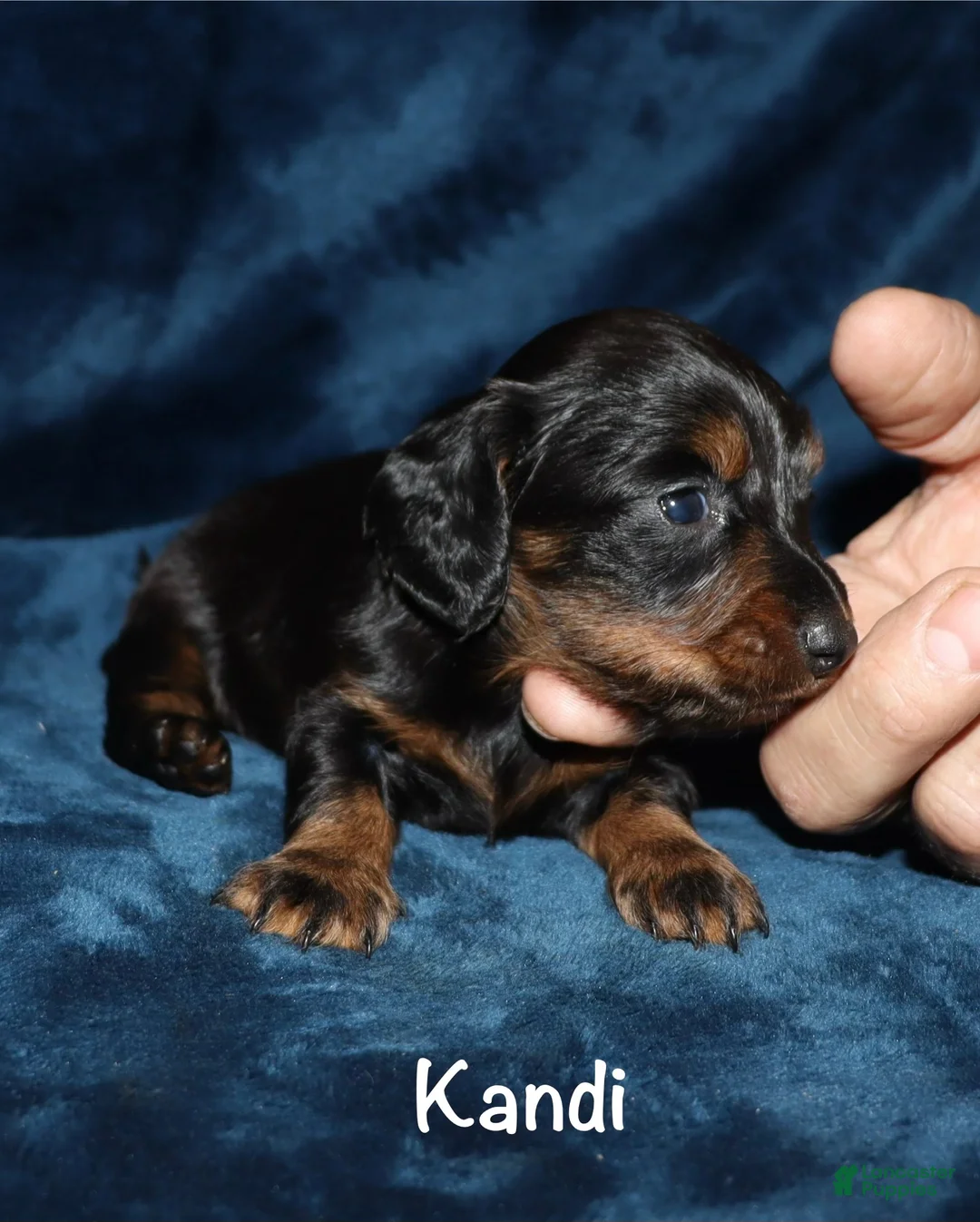 Miniature Dachshund dogs for sale: Kandi - Ad 2
