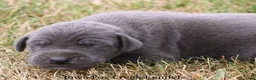 Great Dane dogs for sale: Sophie - Ad 5