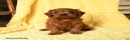 Cavapoo dogs for sale: Frederick - Ad 3