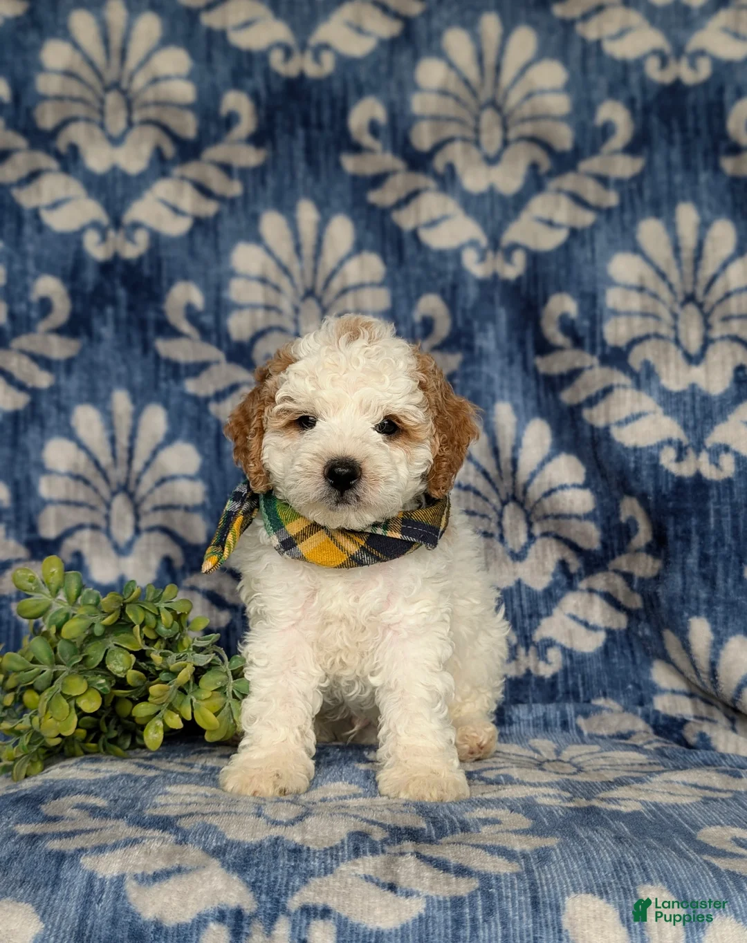 Miniature Poodle dogs for sale: Oakley - Ad 6