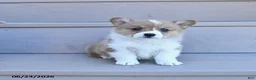 Welsh Corgi Pembroke dogs for sale: Pretzel - Ad 3