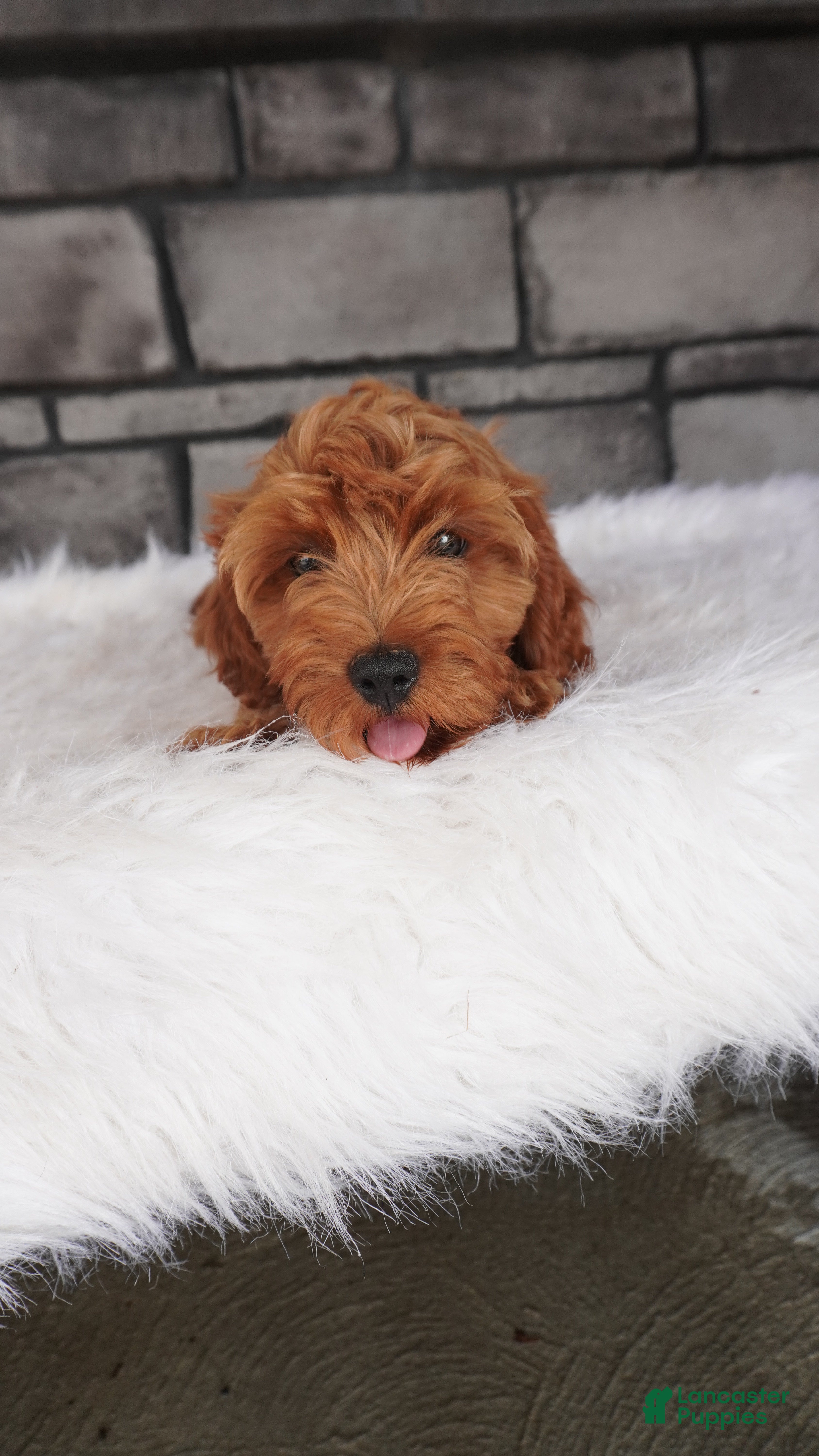 Cavapoo dogs Rover  - Ad 1